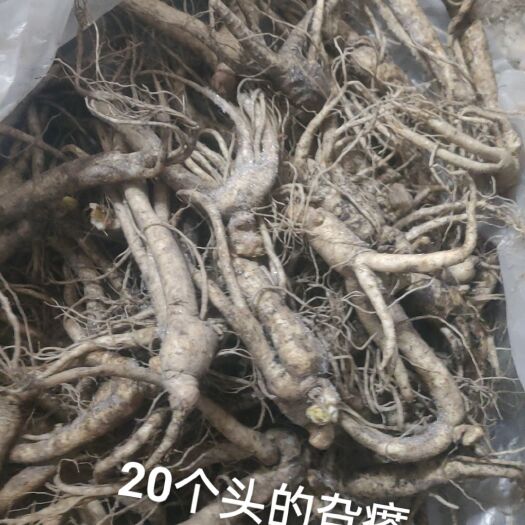 抚松县旮瘩参