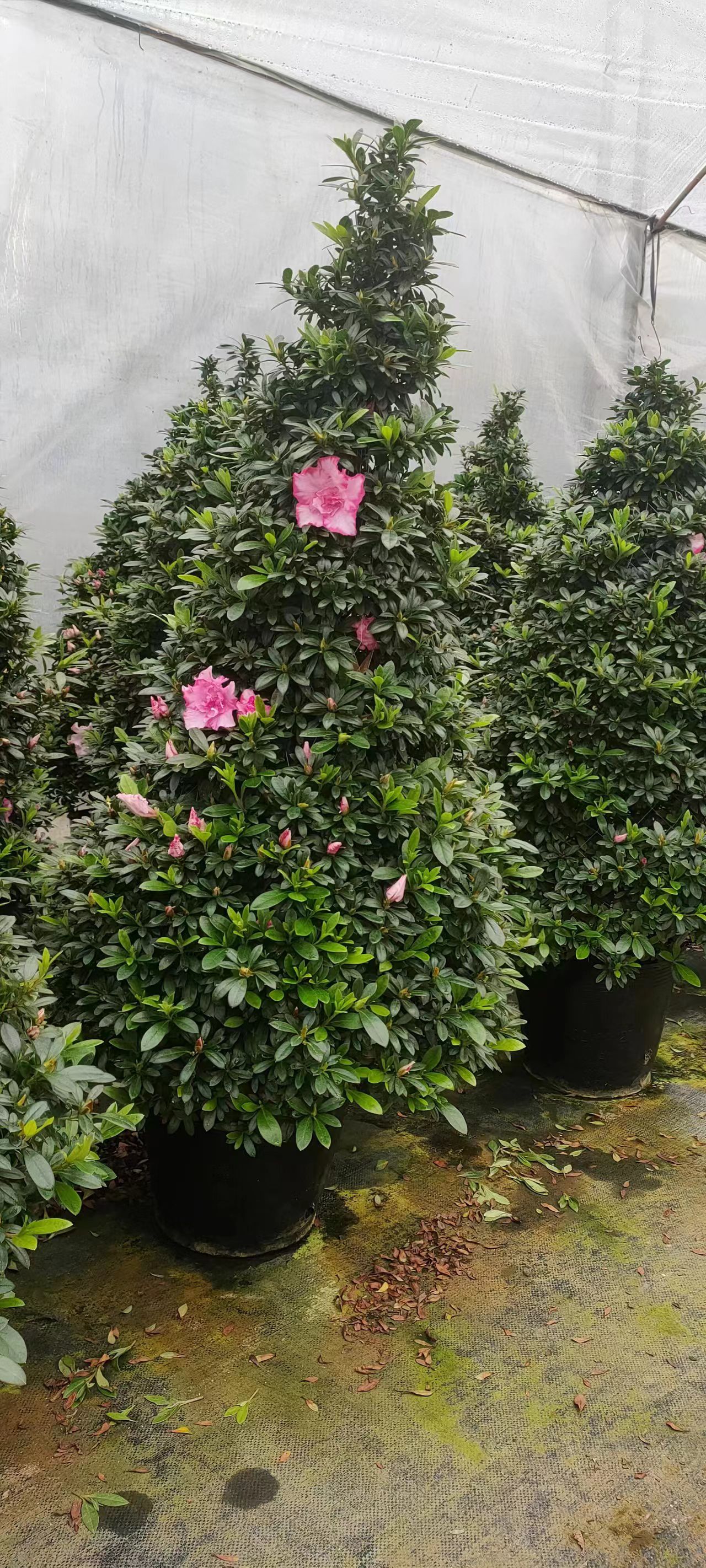 杜鹃花大中小基地直发