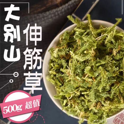 伸筋草中药材 大别山伸筋草 绿色干净 批发价 量大从优