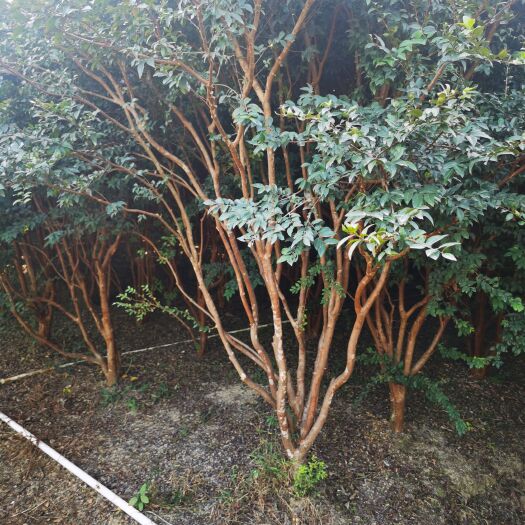 惠州出售巴沙嘉宝果树，10年老树，共有1000棵2.5-3米高