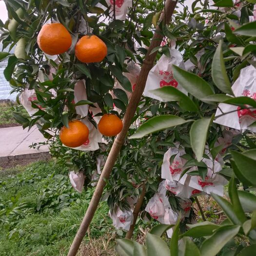 资中县每天现采现发货的新鲜水果甜度，颜色好看，没有打药用的农家肥。