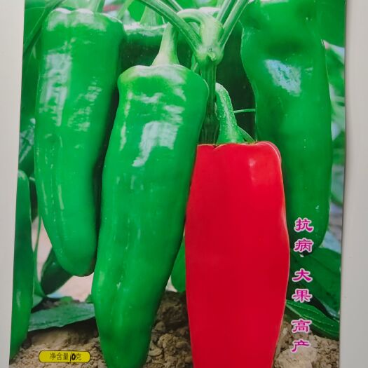 宜城市安徽砀椒一号辣椒种子 牛角椒种子 辣味中等 现货直发