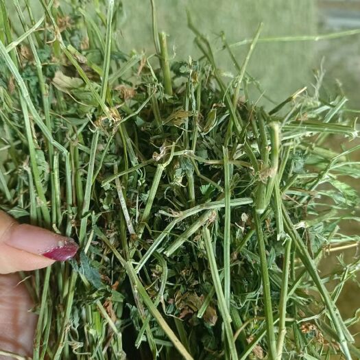 阿旗苜蓿草