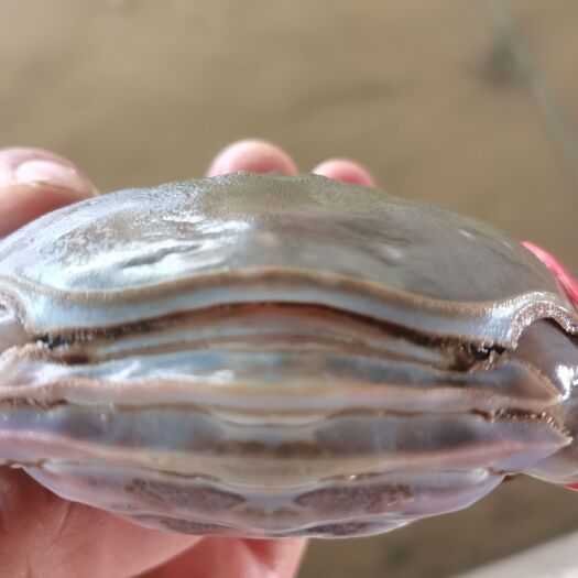 日照满膏梭子蟹