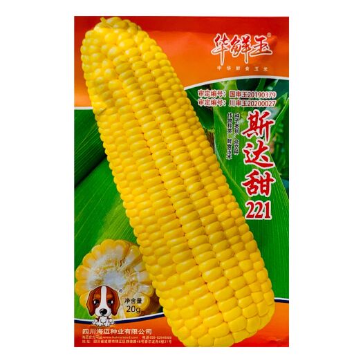 海迈斯达甜221水果玉米种子鲜食黄甜水果玉米种子大田基地可用