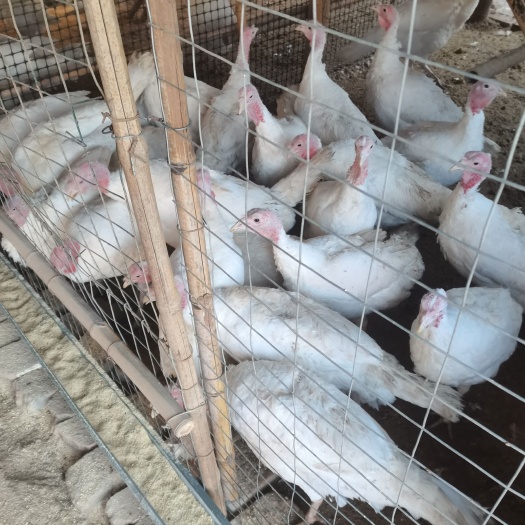 南宫市火鸡种蛋尼古拉火鸡可孵化高受精率种蛋