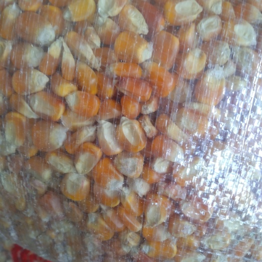 威宁县玉米饲料包谷批发。