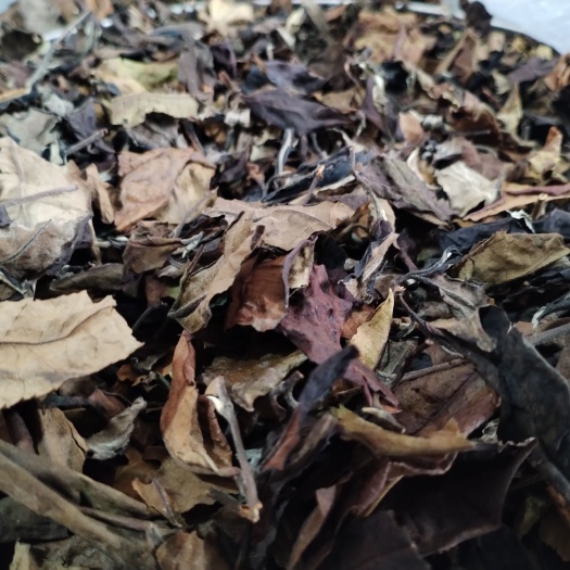 凤庆县云南大叶种古树白茶