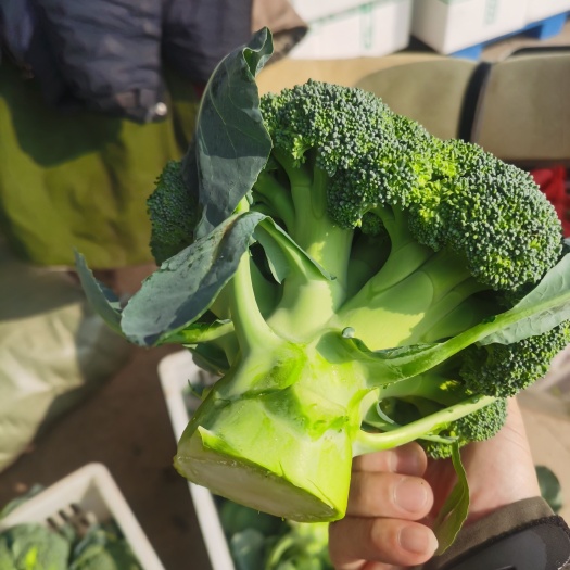 西兰花。工厂货！大量有货，对接加工企业！食品厂！！！