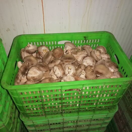 邢台鲜香菇