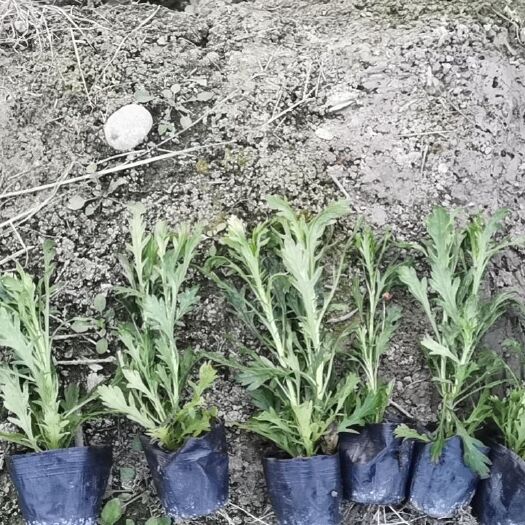 成都木春菊15-20