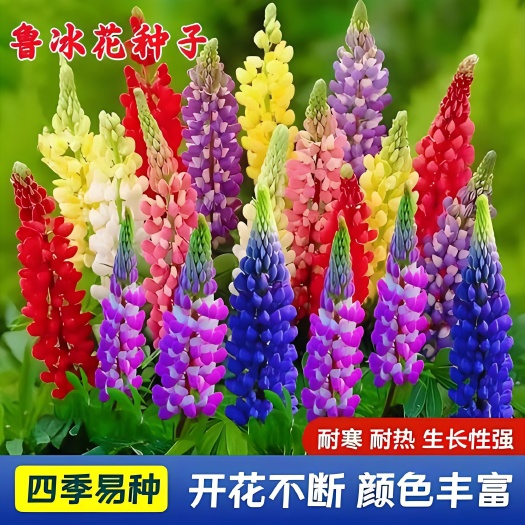 鲁冰花种子，羽扇豆种子籽，多连生花种子，庭院绿化花海花卉种子