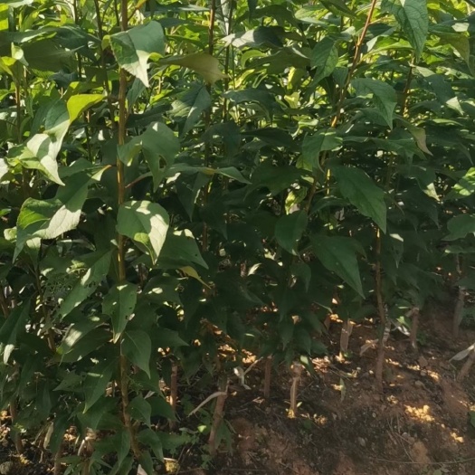 阳朔县蜂糖李小苗， 蜂糖李嫁接苗 ，苗圃直发。