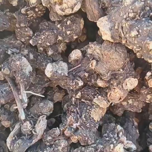 宜川县矛苍术