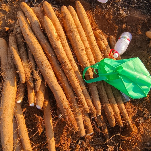 钟山县广西贺州精品滚地龙山药，条形好，颜色好，口感粉檽，