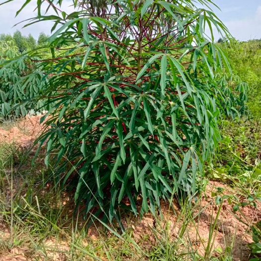 东源县木薯
