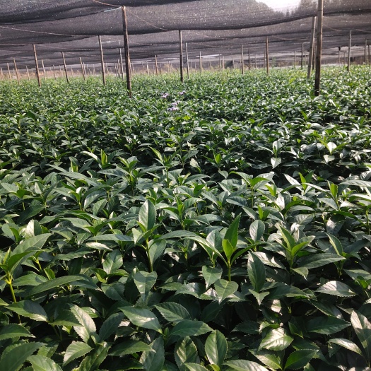 平乐县九节茶（草珊瑚）苗