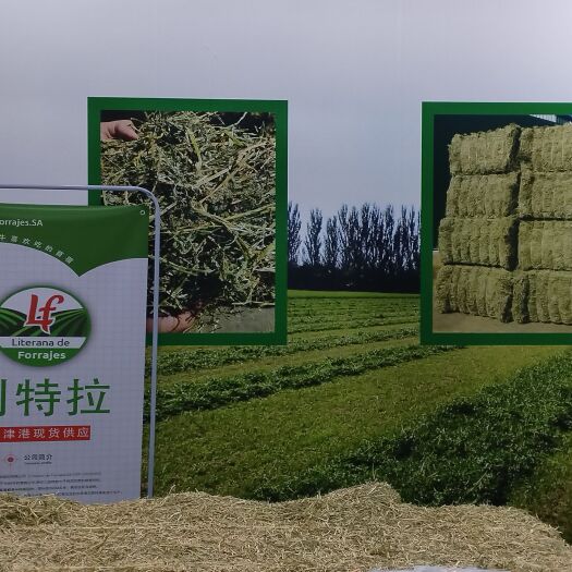 天津苜蓿草