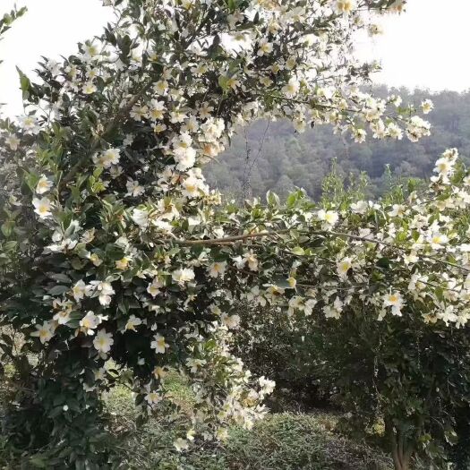 云浮白花细果茶仔油