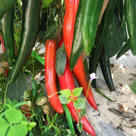 阳西县海花红