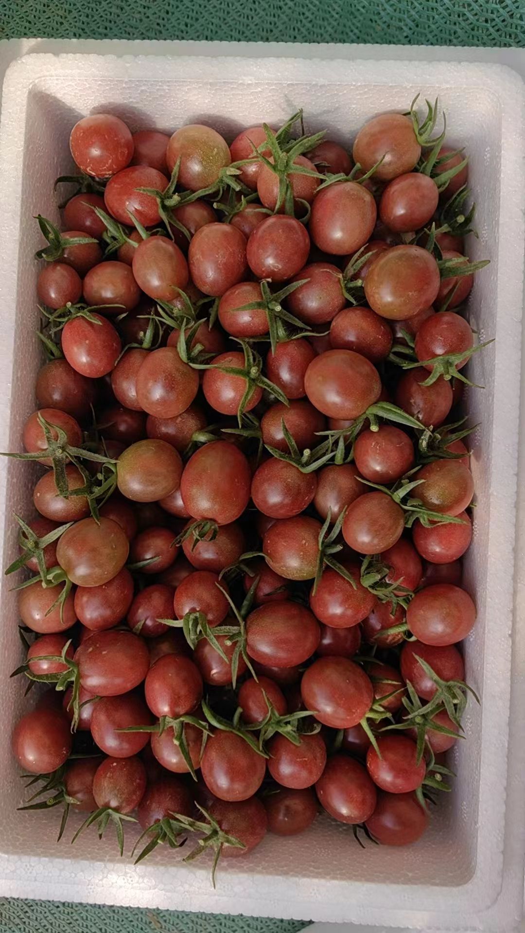 新品种，草莓小番茄