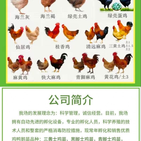 快大型麻红鸡苗麻鸡苗大种肉鸡幼苗红毛高冠出壳打疫苗发托运