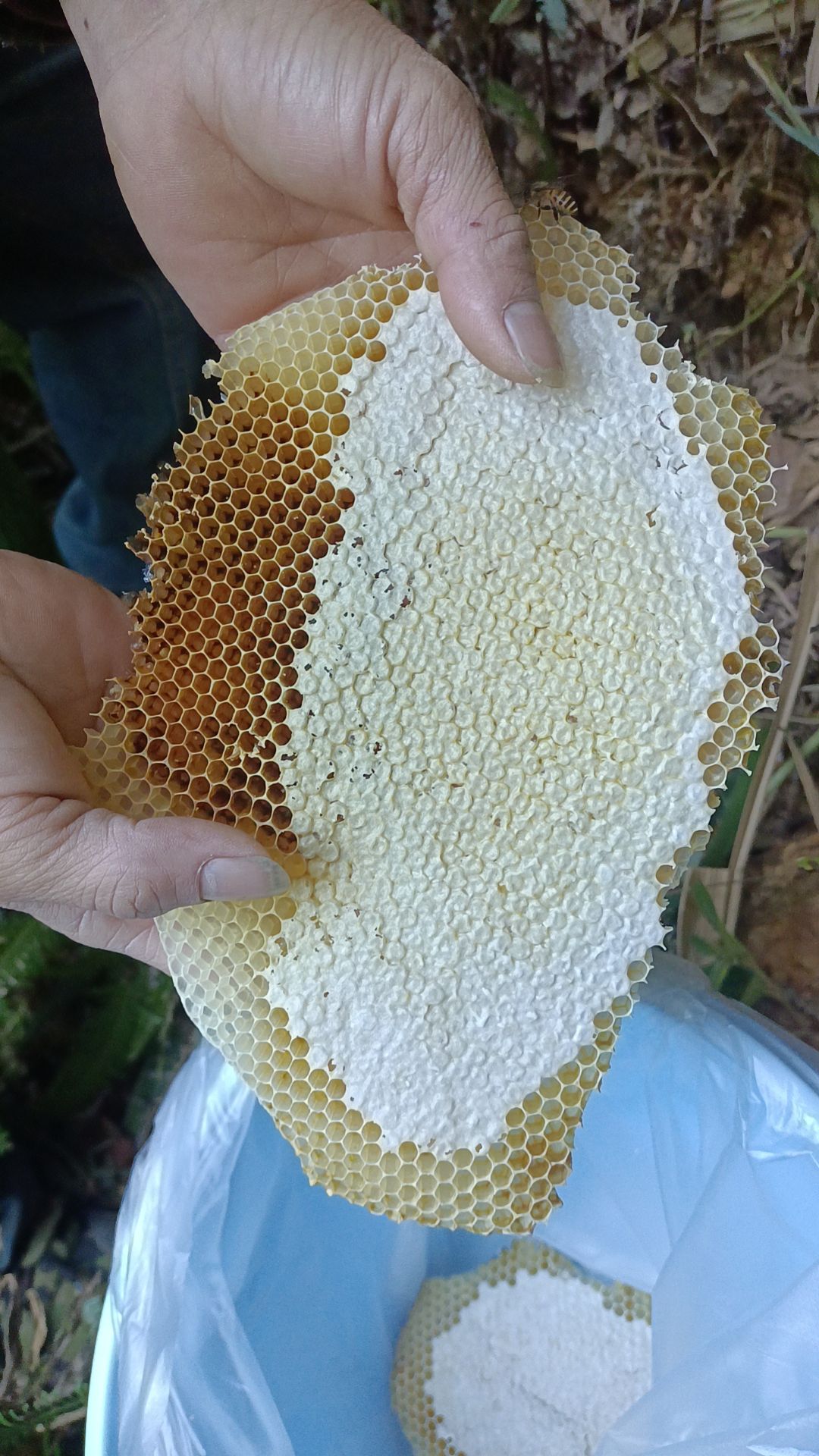 蜂蜜糖
