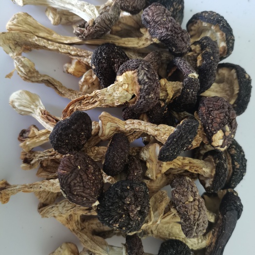 南雄市在广东粤北南雄市大山里自产自销的红松茸菇。