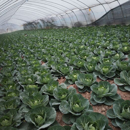 邛崃市圆包菜