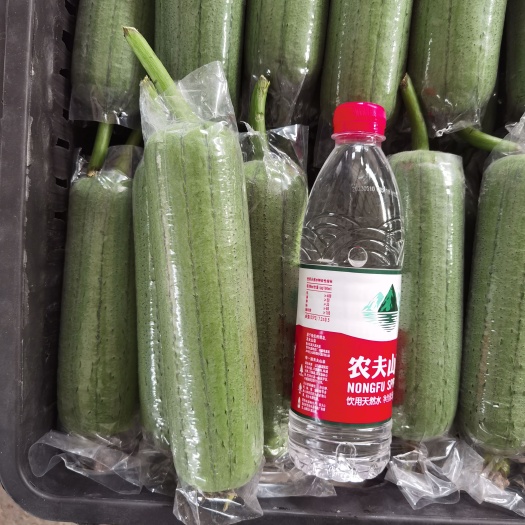 精品丝瓜  基地直接 长期供应可接平台市场