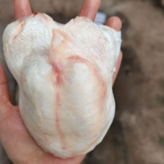  鱼鳔