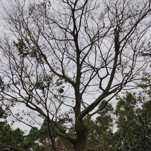 雷州市朴树