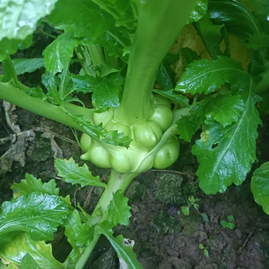 忠縣榨菜