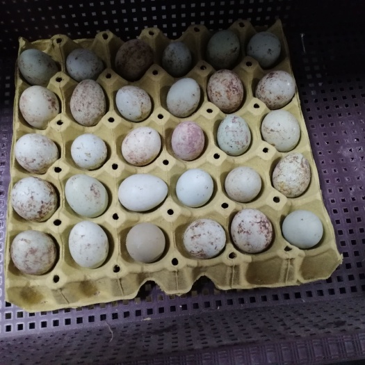 重庆市土鸡，纯正绿壳土鸡蛋