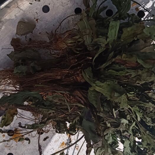 龙陵县车前草干货
