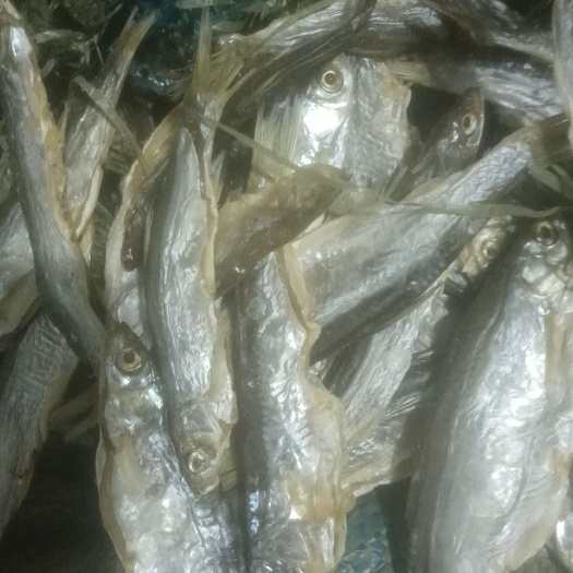 大连白条鱼干，8层干，冷库存放