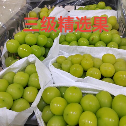 沈阳阳光玫瑰