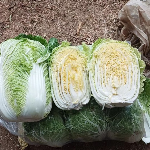 黄心白菜白心101白菜