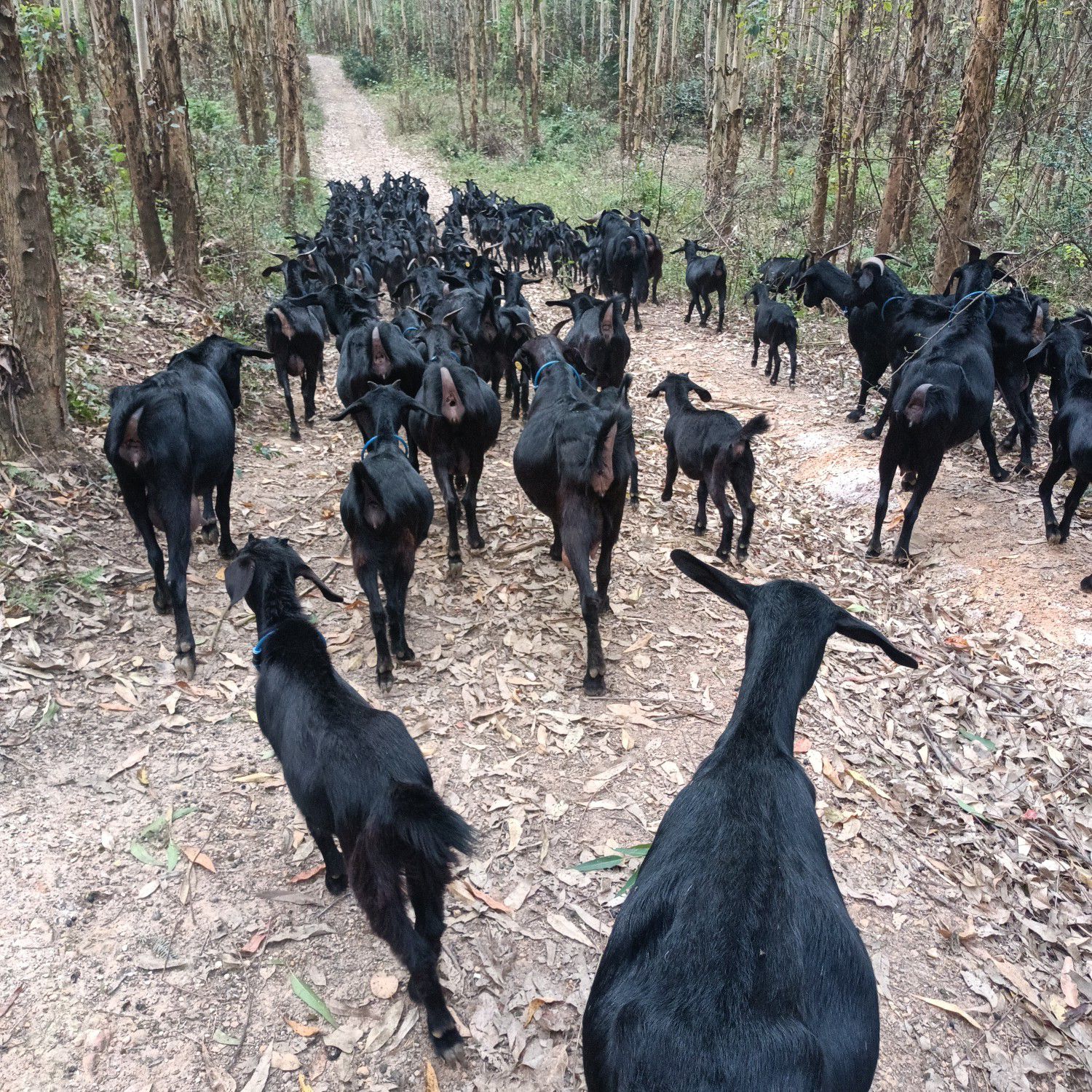 纯放养黑山羊，吃百草长肉的黑山羊