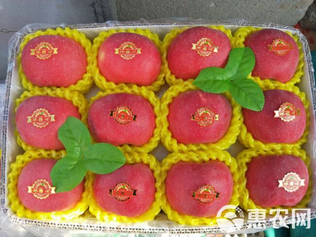 陕西洛红富士苹果脆甜口感现摘现发一件代发，大宗批发供货。