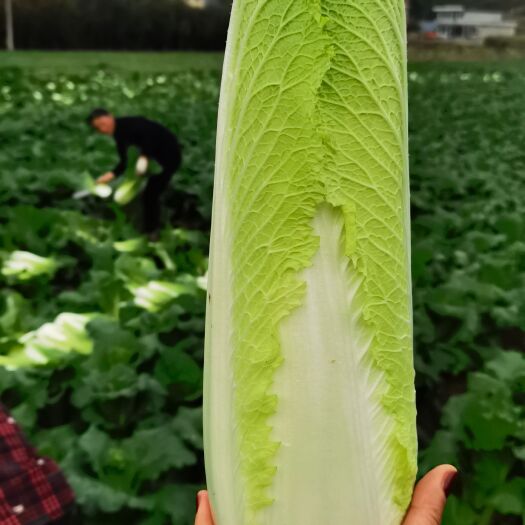 遵义白菜