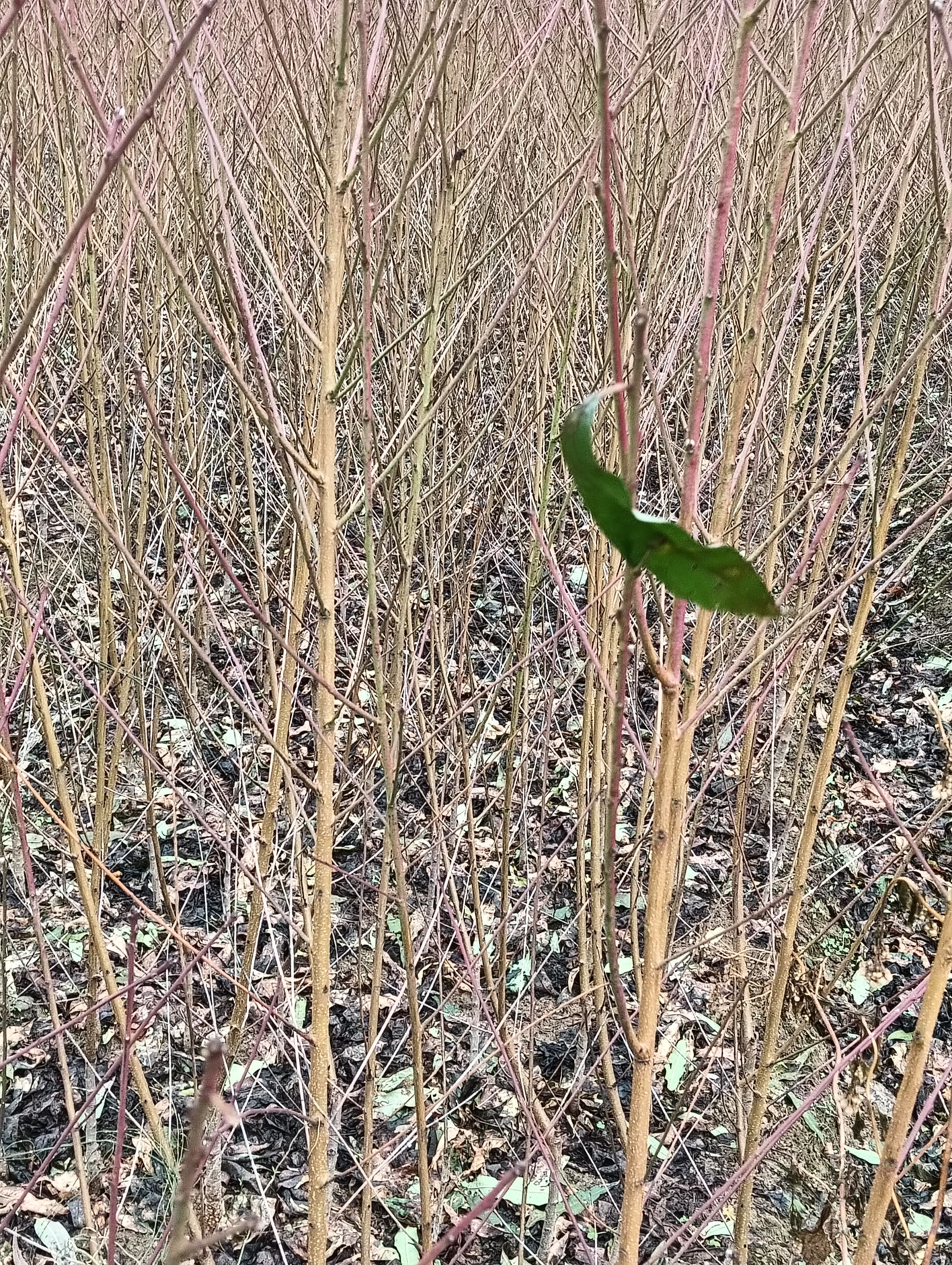 早熟炎陵锦香黄桃苗培育，产地直销