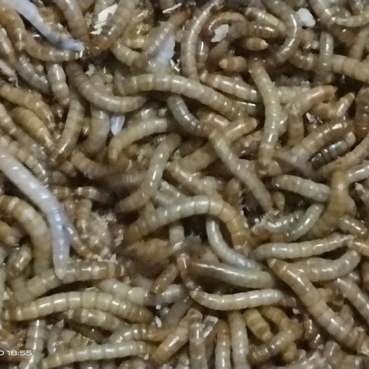 南宁黄粉虫面包虫