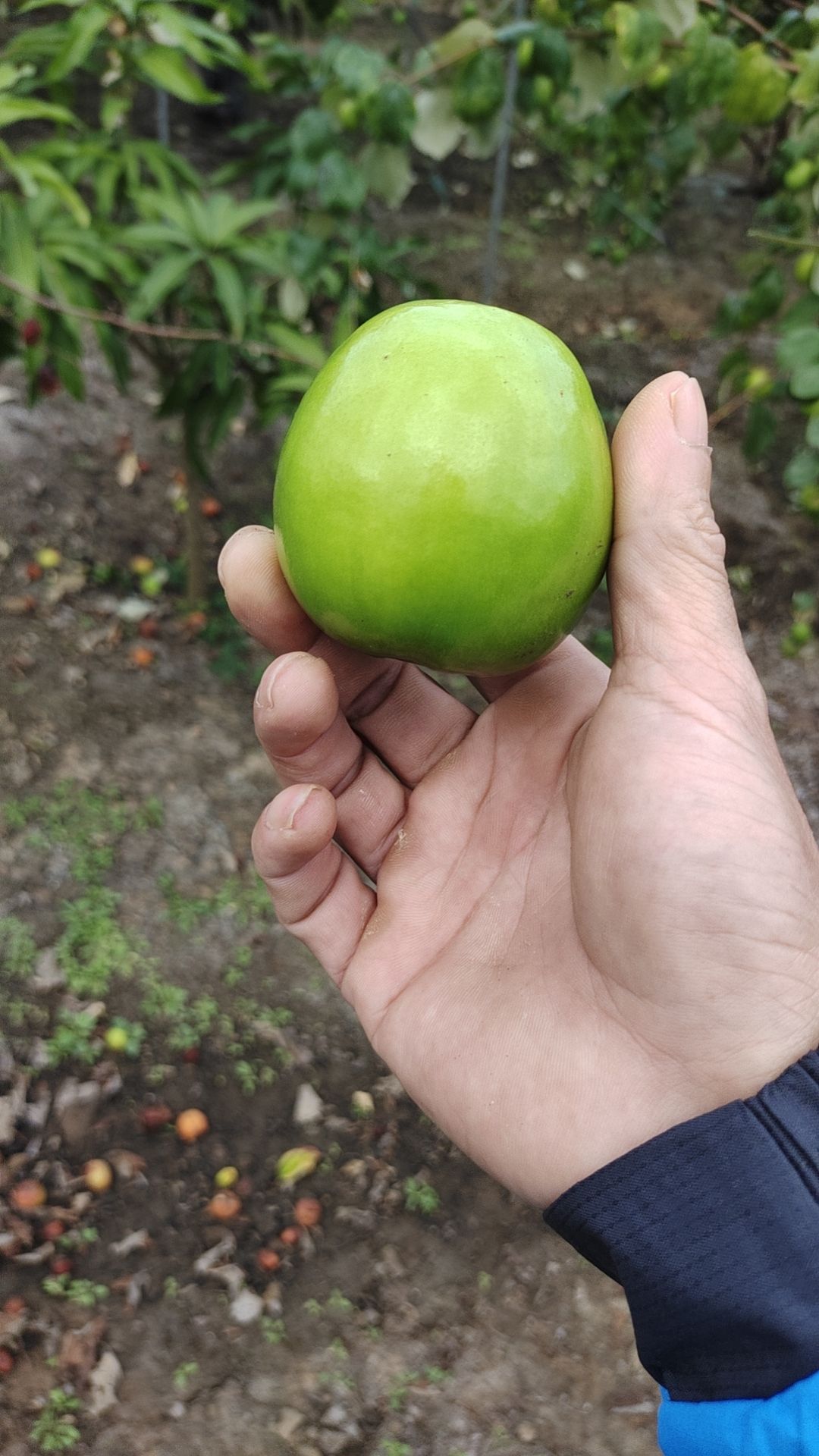 雷州青枣，产地直供，全国发货