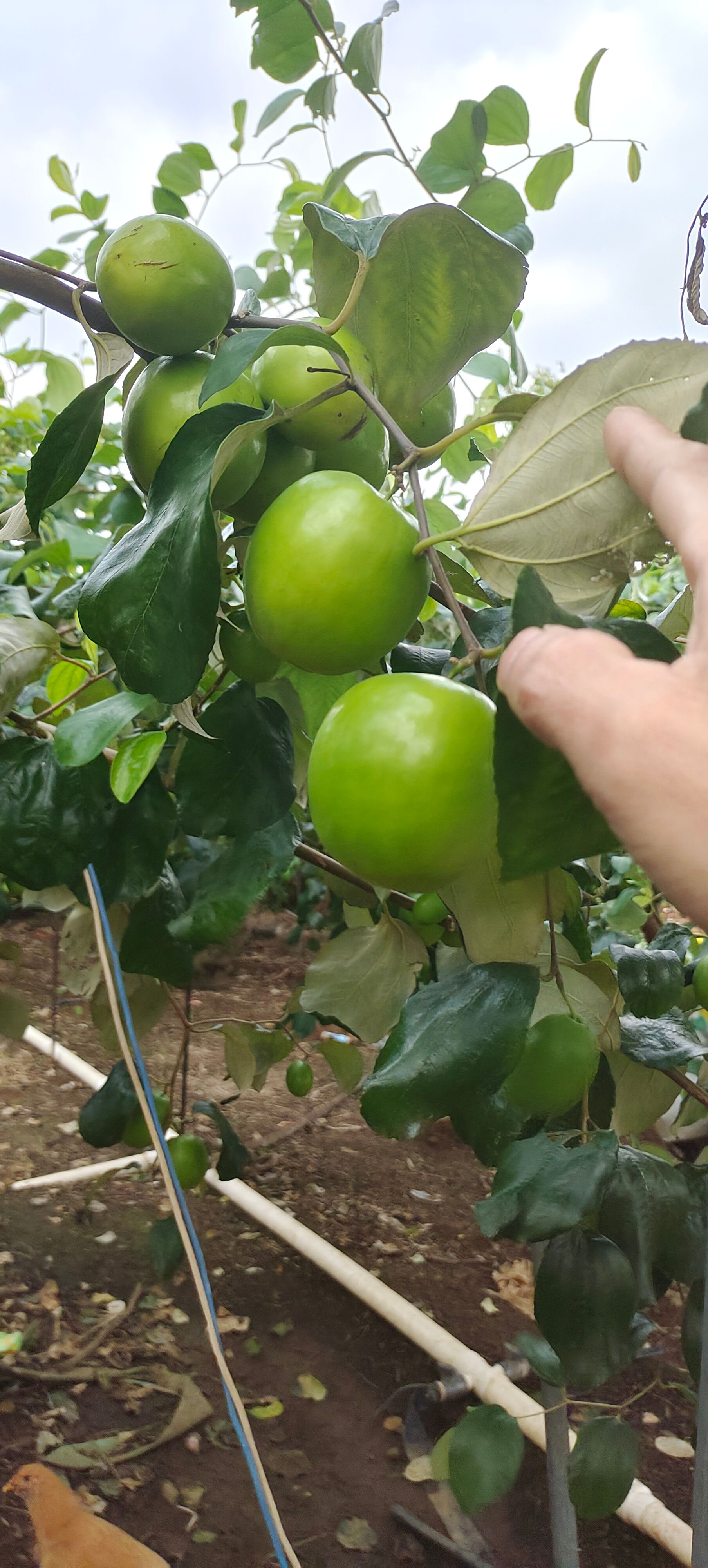 雷州青枣，产地直供，全国发货