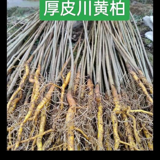 巴东县黄朴苗