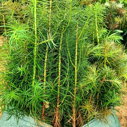 贺州杉木苗