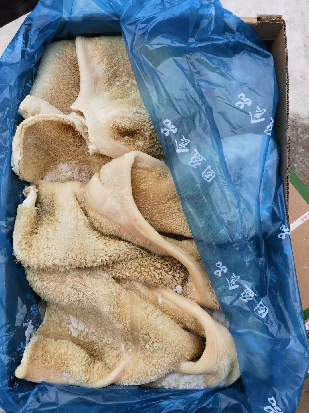国产牛肚.金钱肚.全熟牛肚.开箱实拍.全国发货