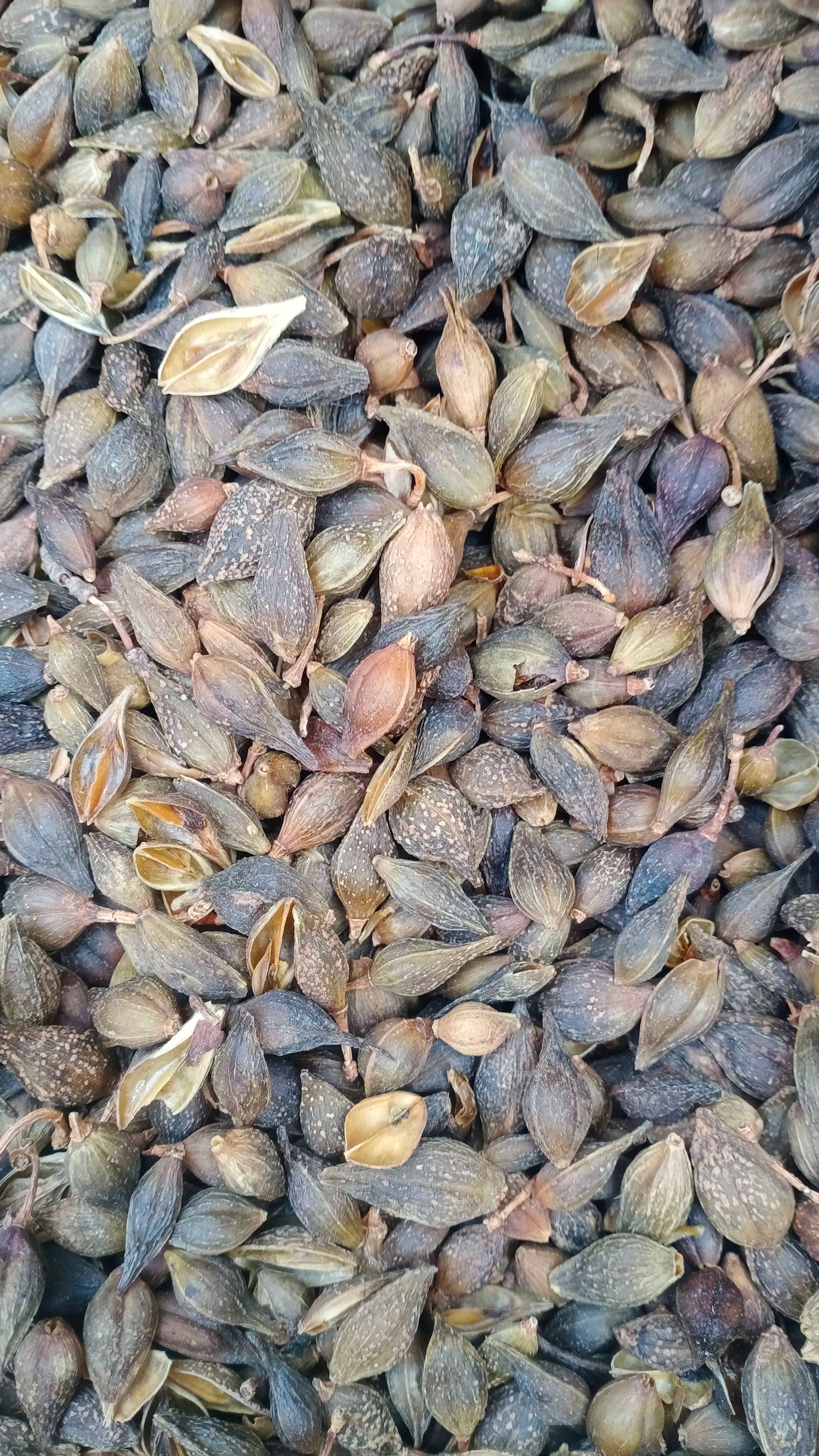 【连翘】青翘黄翘产地山西一手货源大货供应规格齐全量大优惠。