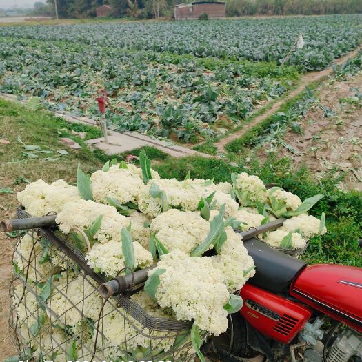 阳春市菜农每天大量菜花